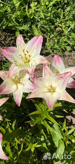 Лилии Голландской селекции