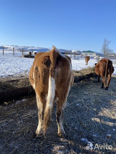 Корова дойная
