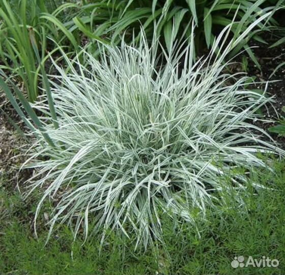 Арабис пестролистный