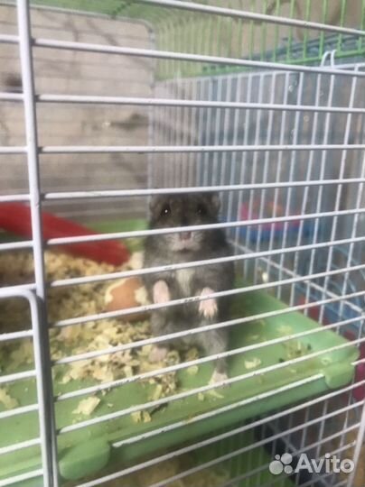 Продам джунгарсих хомячков
