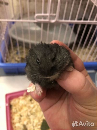 Хомячки с клеткой