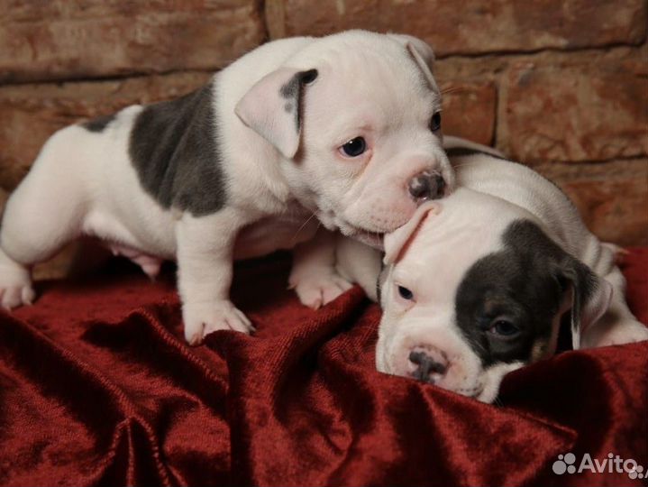 Американский Булли