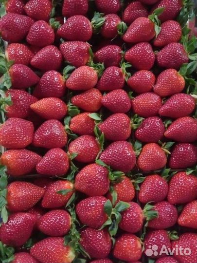 Клубника Турция 5,5