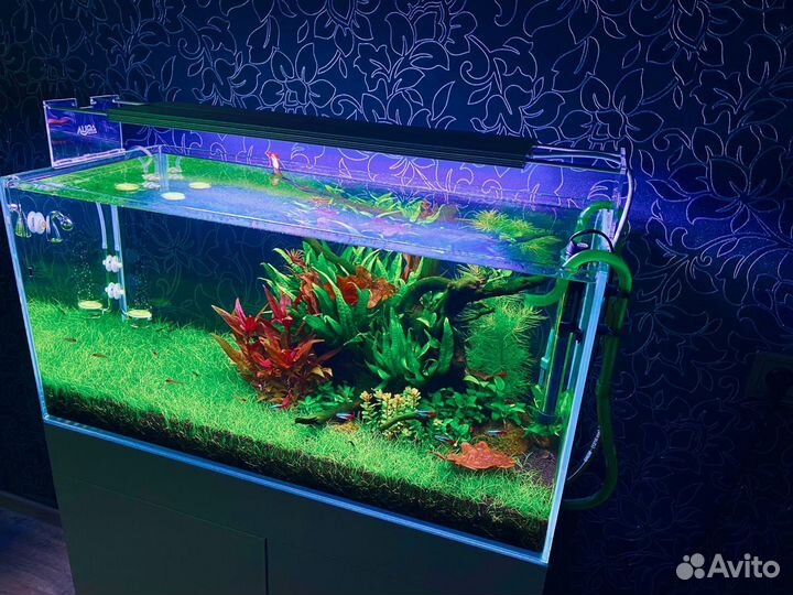 Аквариумные растения