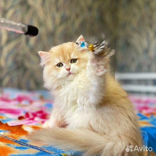 Мальчик лиловое золото