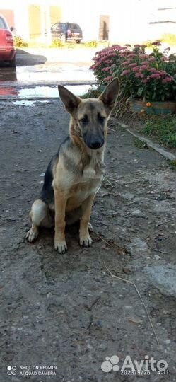 Щенок девочка