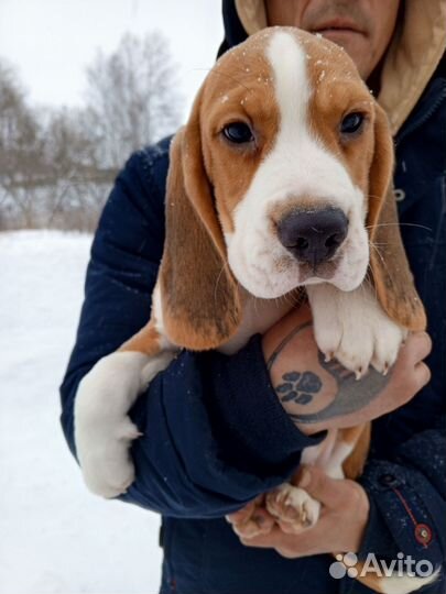 Бигль щенки