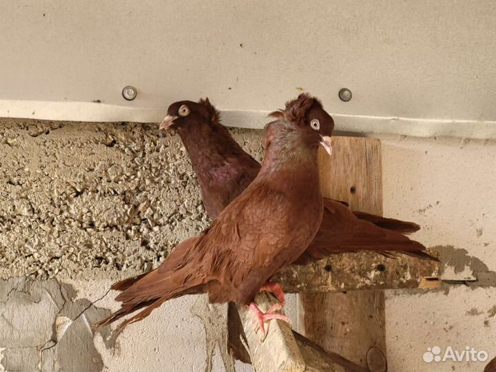 Продажа голубей