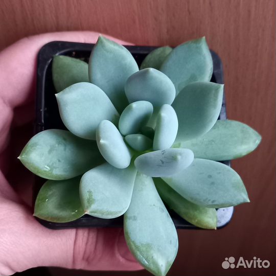 Суккуленты