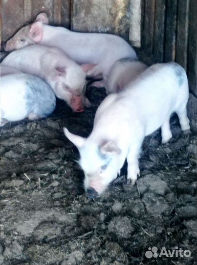 Поросята Русская белая-Пьетрен Макстер