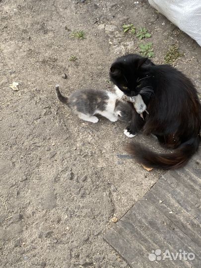 Котята бесплатно