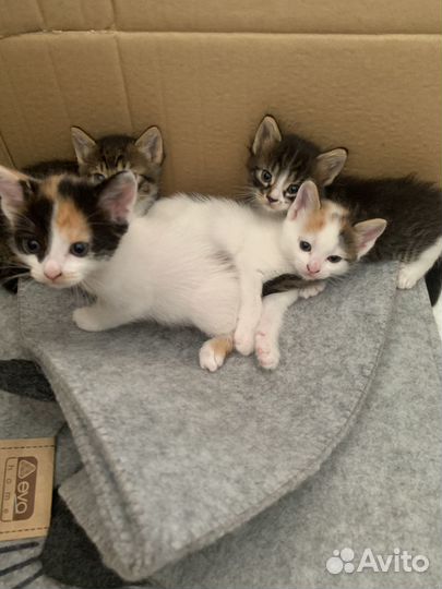 Котята в добрые руки