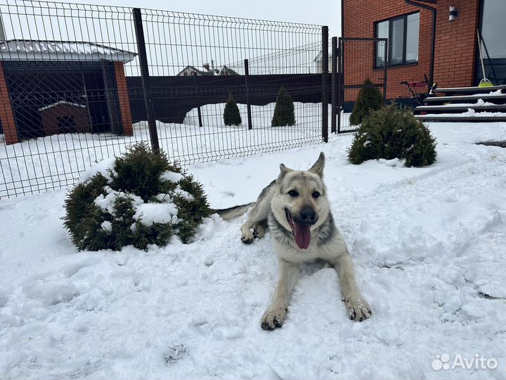 Восточноевропейская овчарка вязка