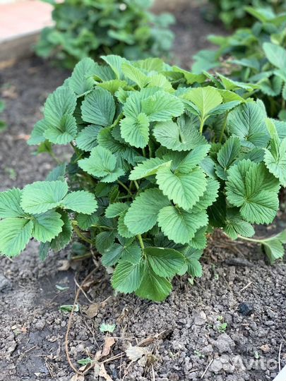 Клубника ремонтантный сорт каскад