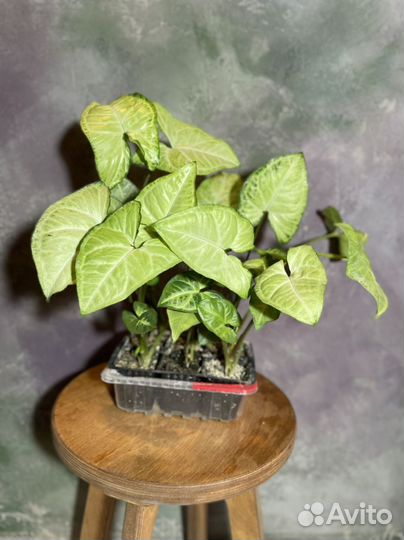 Сингониум white butterfly