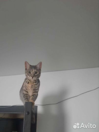 Кошки в добрые руки