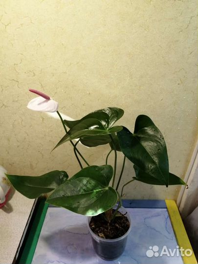 Антуриум White Beauty