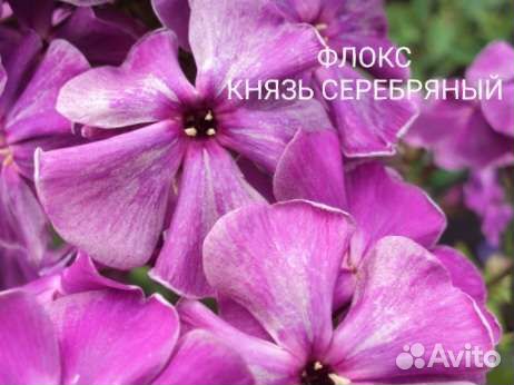 Флоксы сортовые