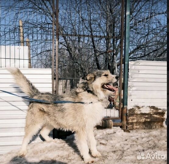 Метиска