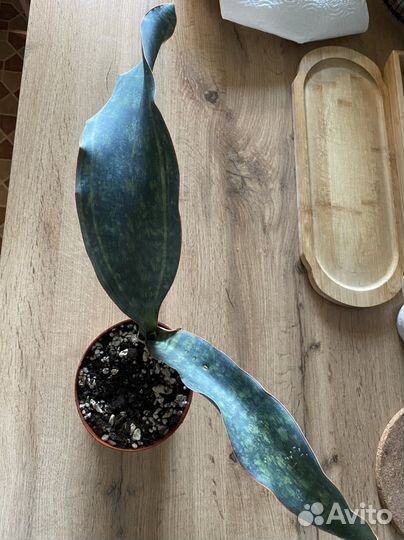 Сансевиерии разные