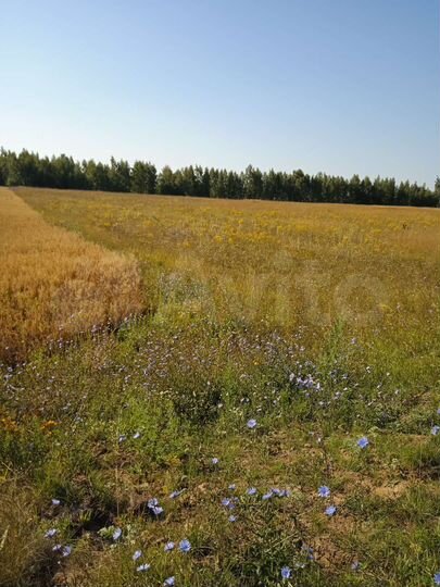 Участок 1,25 га (СНТ, ДНП)