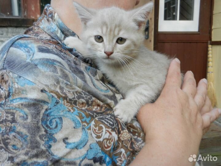 Котята ищут дом