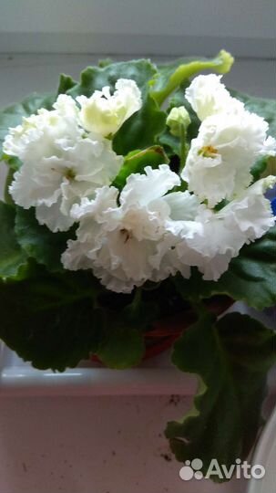 Фиалка сорт свадебный букет