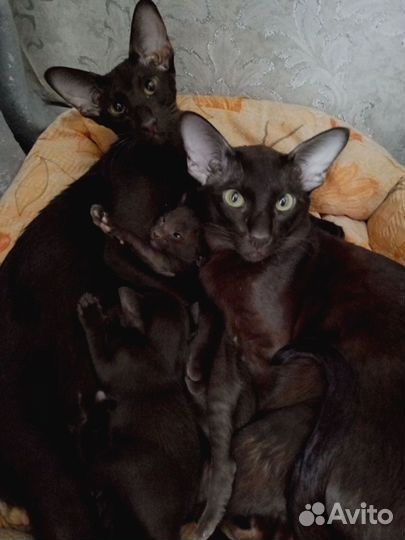 Ориентальные котята