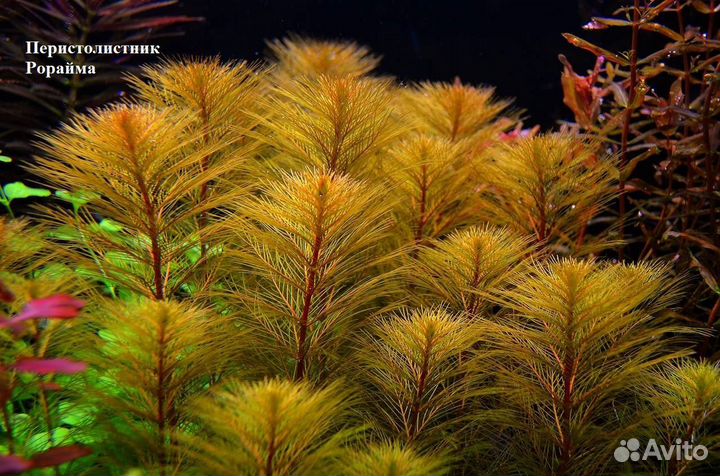 Живые аквариумные растения