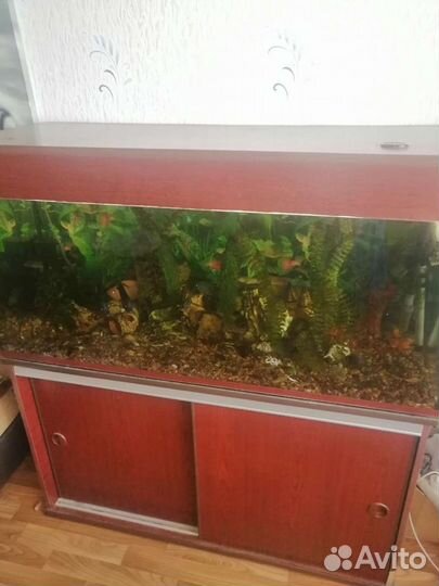 Аквариум