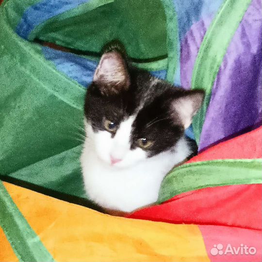 Котенок - метис, девочка