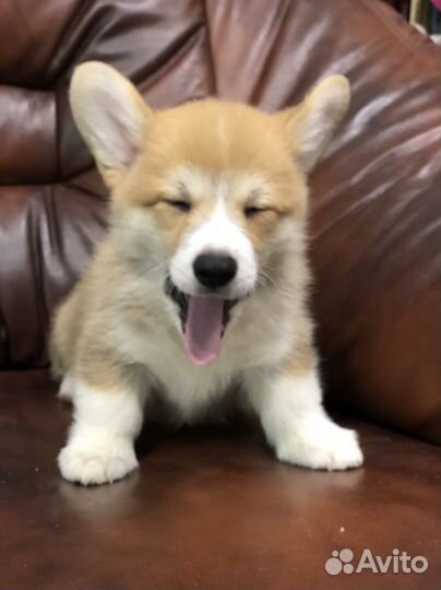 Парень Вельш Корги Пемброк