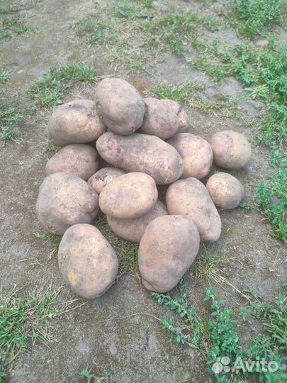 Продаю картофель