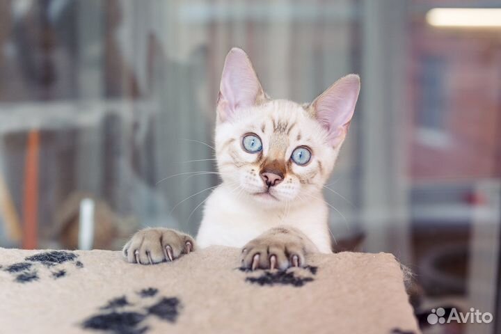 Бенгальские котята