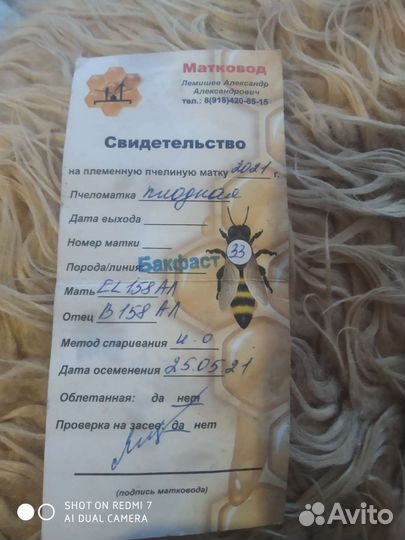 Пчелы и Матки