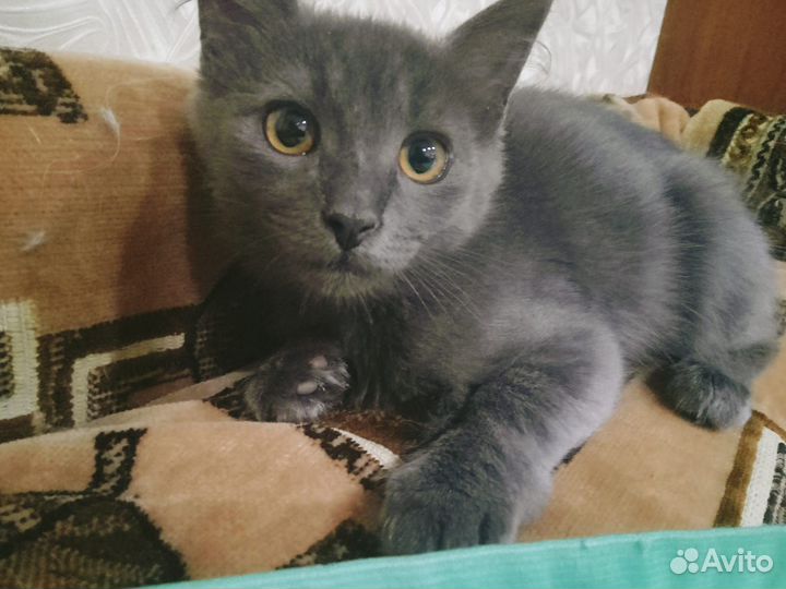 Котик в добрые ручки