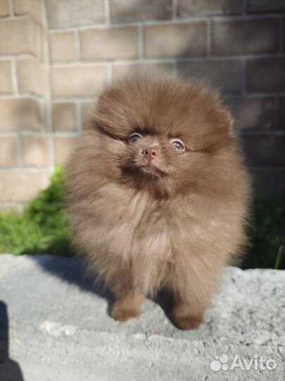 Померанский шпиц