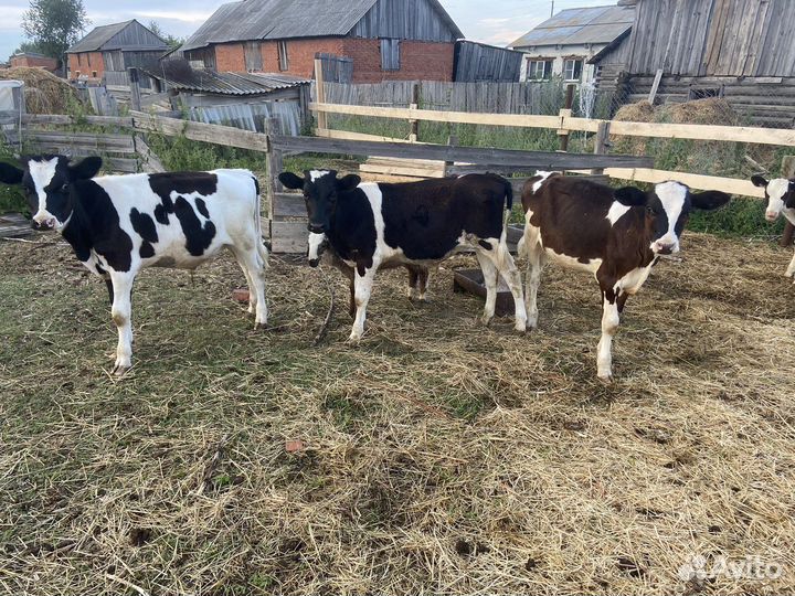 Телята (бычки)