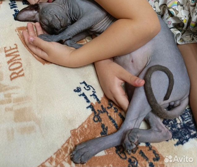 Продам сфинксика