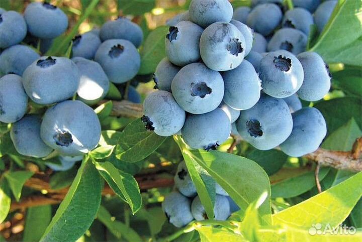 Саженцы голубики 3х летние