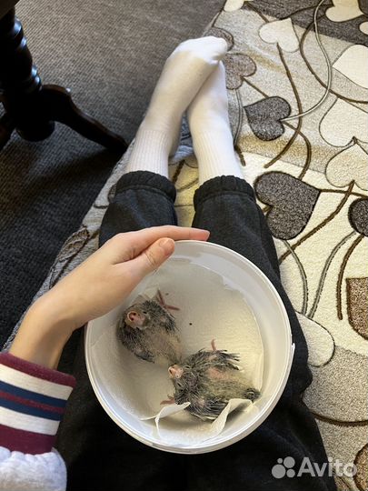 Птенцы корелла