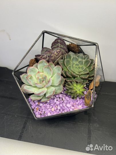 Флорариум мини, Ретроградный меркурий