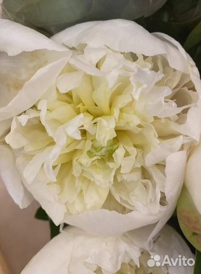 Пионов букет