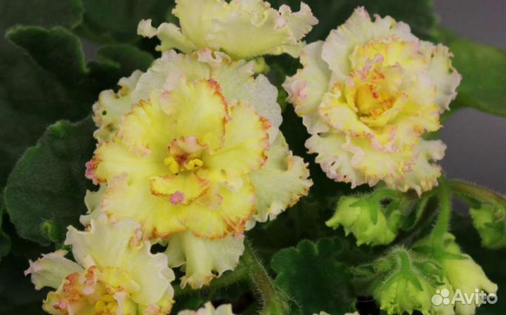 Фиалка ав- Жёлтая роза