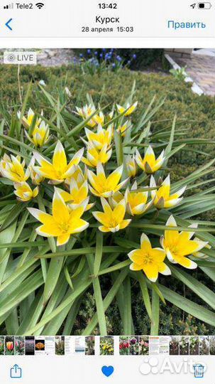 Многолетники