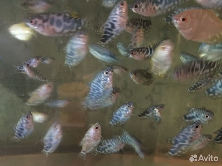 Аквариумные рыбки оптом