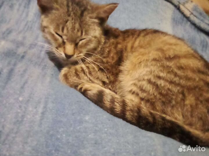 Продаётся кошка европейская