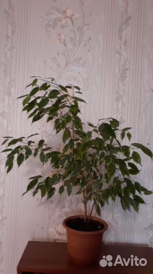 Фикус Бенджамина