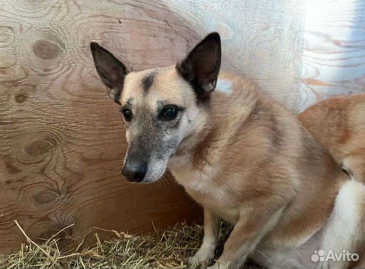 Спасите Дейзи из приюта