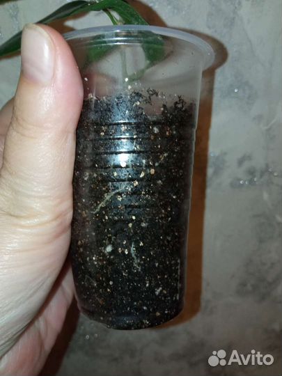 Фикус наташа черенок